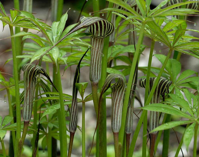 Himalayan Cobra Lily   10 Seeds   Arisaema consanguineum