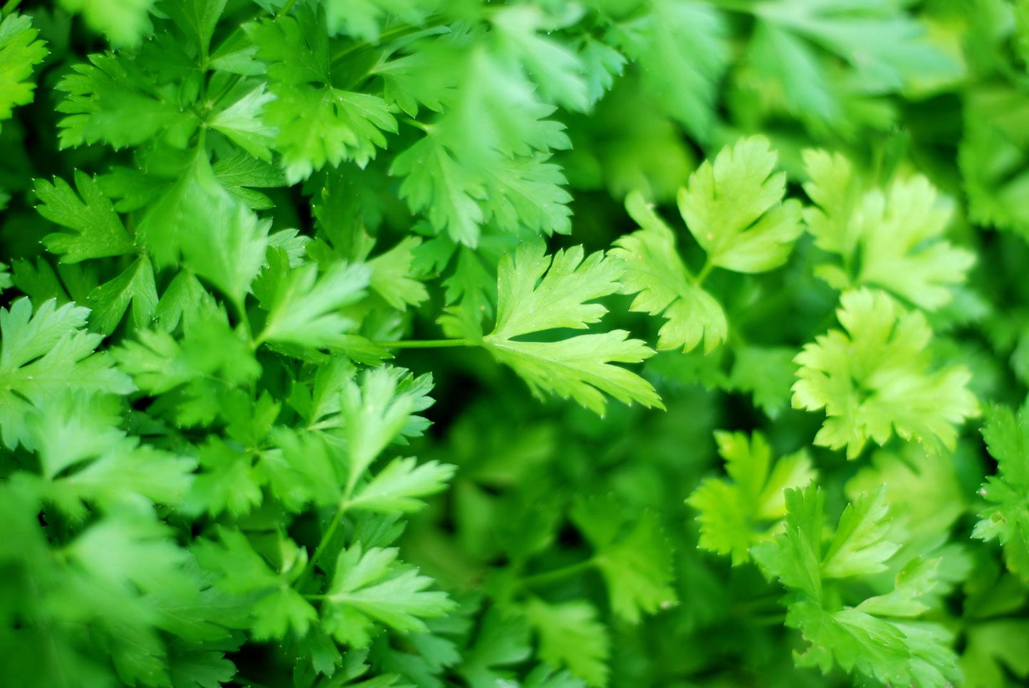Parsley   100 Seeds   Petroselinum crispum