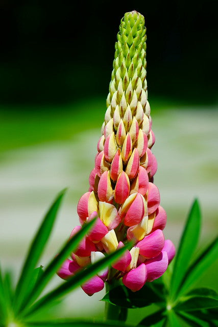 Red Lupine   100 Seeds   Lupinus polyphyllus