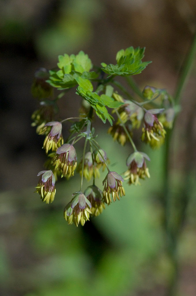 Meadow Rue   100 Seeds   Thalictrum dioicum