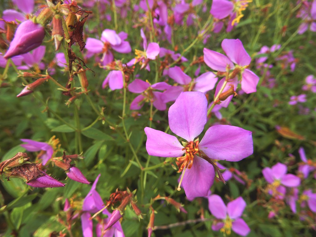 Meadow Beauty   200 Seeds   Rhexia virginica