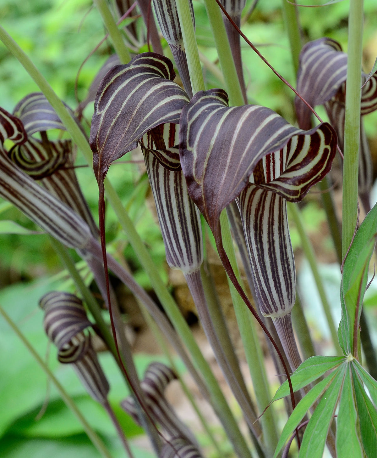 Himalayan Cobra Lily   10 Seeds   Arisaema consanguineum