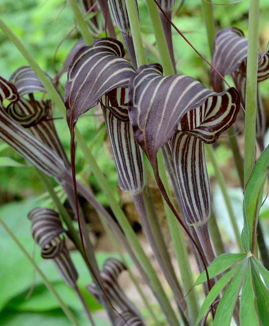 Himalayan Cobra Lily   10 Seeds   Arisaema consanguineum
