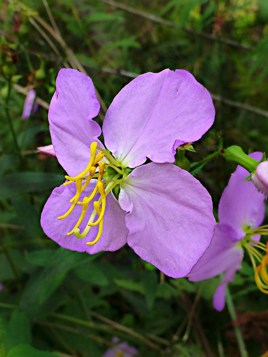 Meadow Beauty   200 Seeds   Rhexia virginica