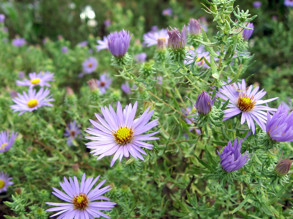 New York Aster   100 Seeds   Aster novi-belgii