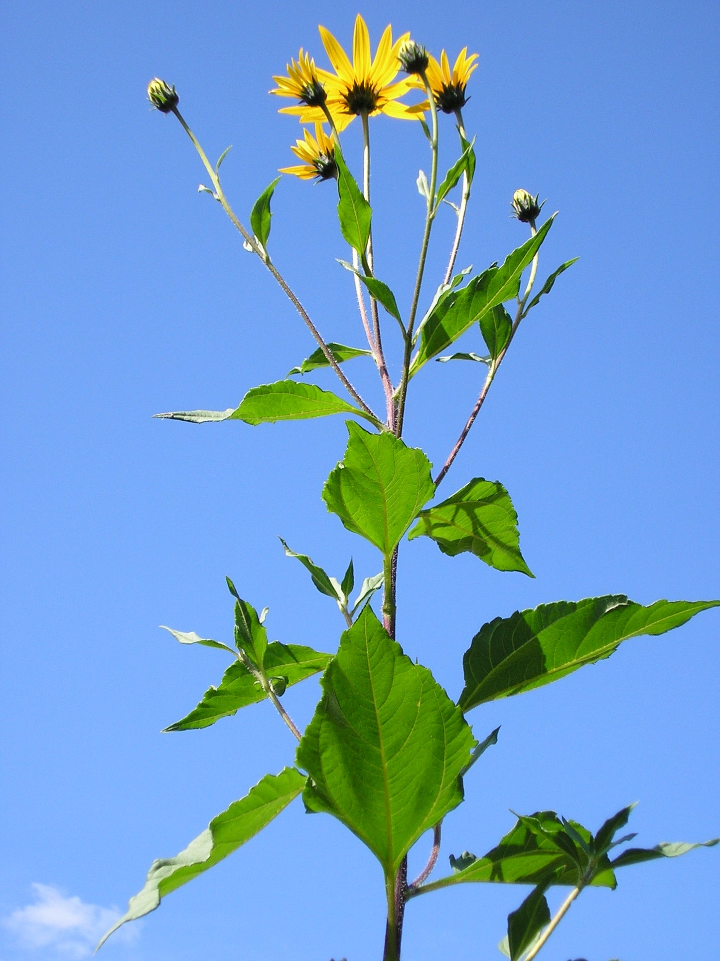 Jerusalem Artichoke   20 Seeds   Helianthus tuberosus