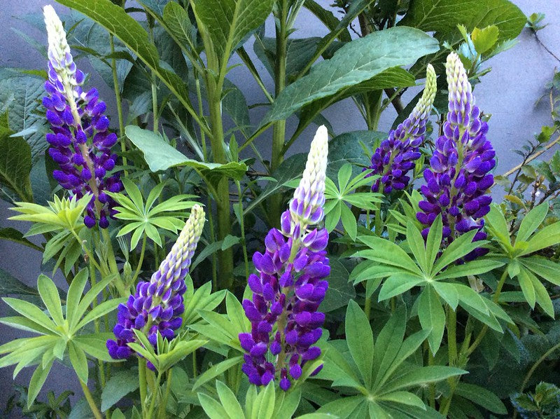 Blue Lupine   100 Seeds   Lupinus polyphyllus