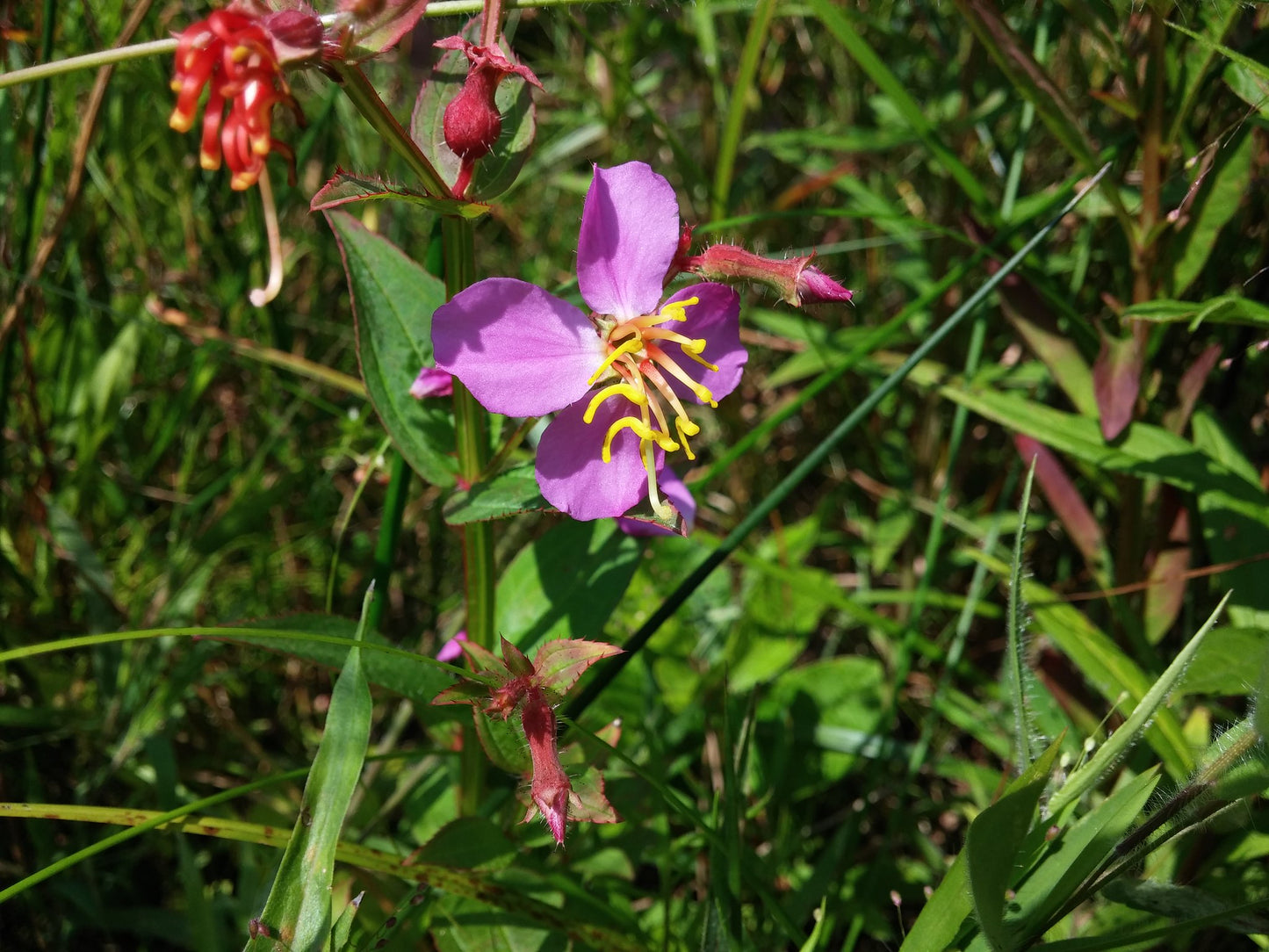 Meadow Beauty   200 Seeds   Rhexia virginica