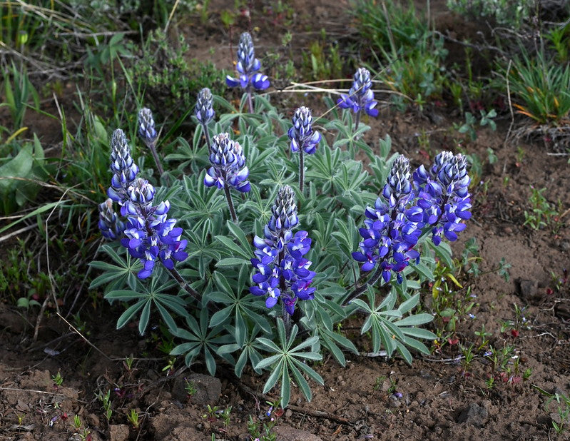 Blue Lupine   100 Seeds   Lupinus polyphyllus