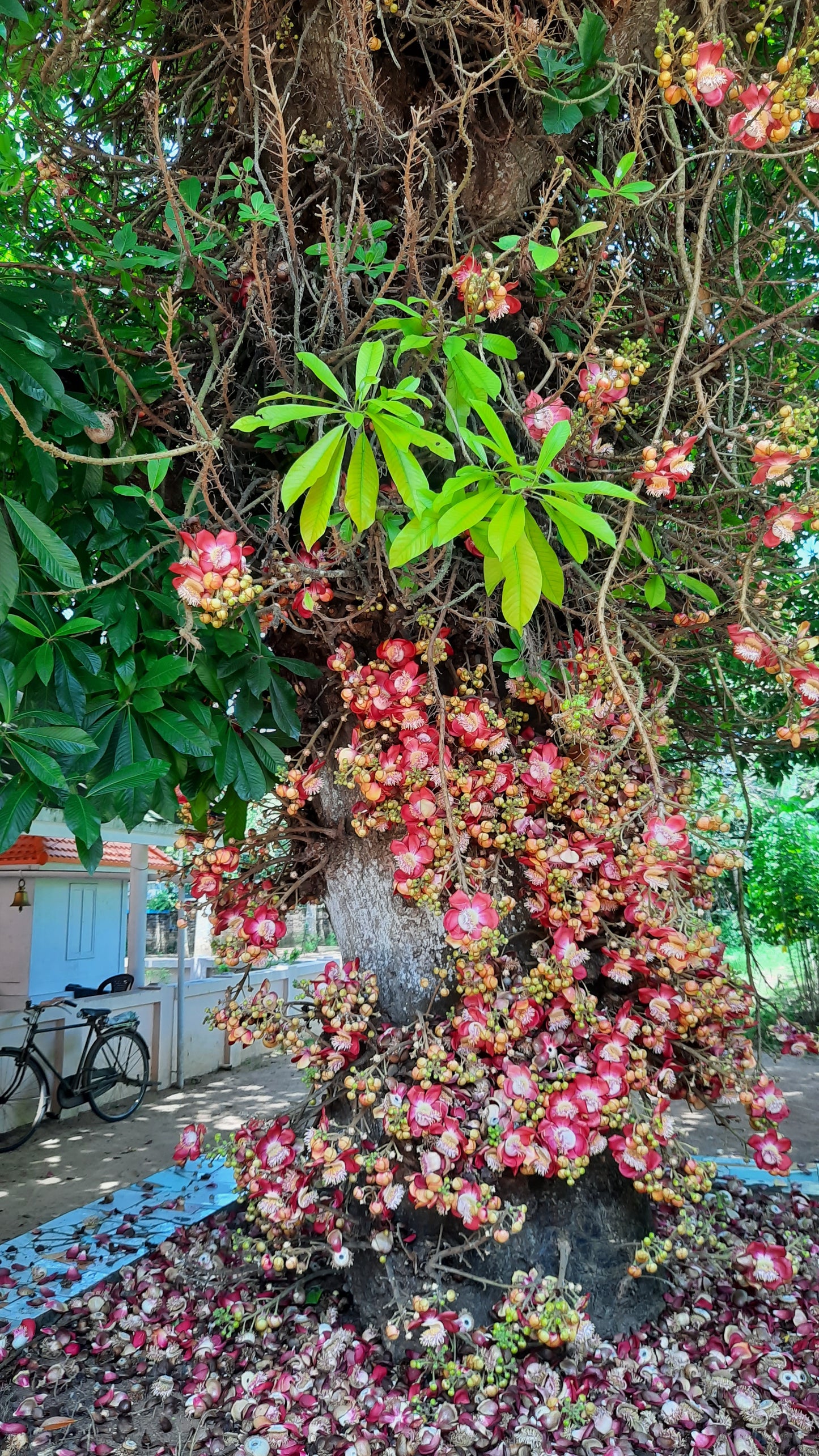 Cannonball Tree   5 Seeds   Couroupita guianensis