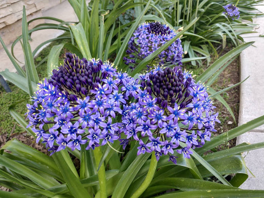 Giant Squill  25 Seeds  Scilla peruviana