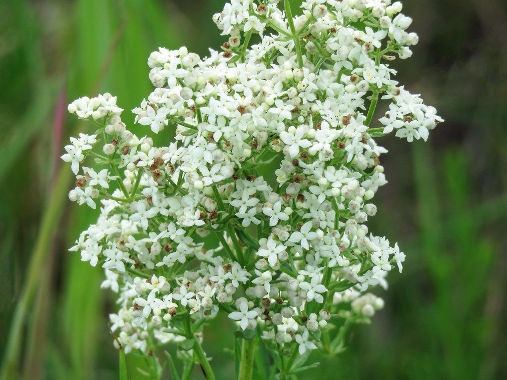 Northern Bedstraw   100 Seeds   Galium boreale