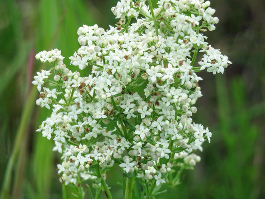 Northern Bedstraw   100 Seeds   Galium boreale