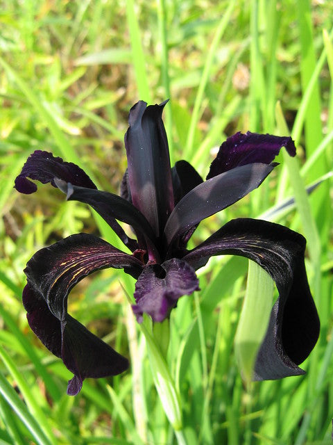 Black Iris   25 Seeds   Iris chrysographes