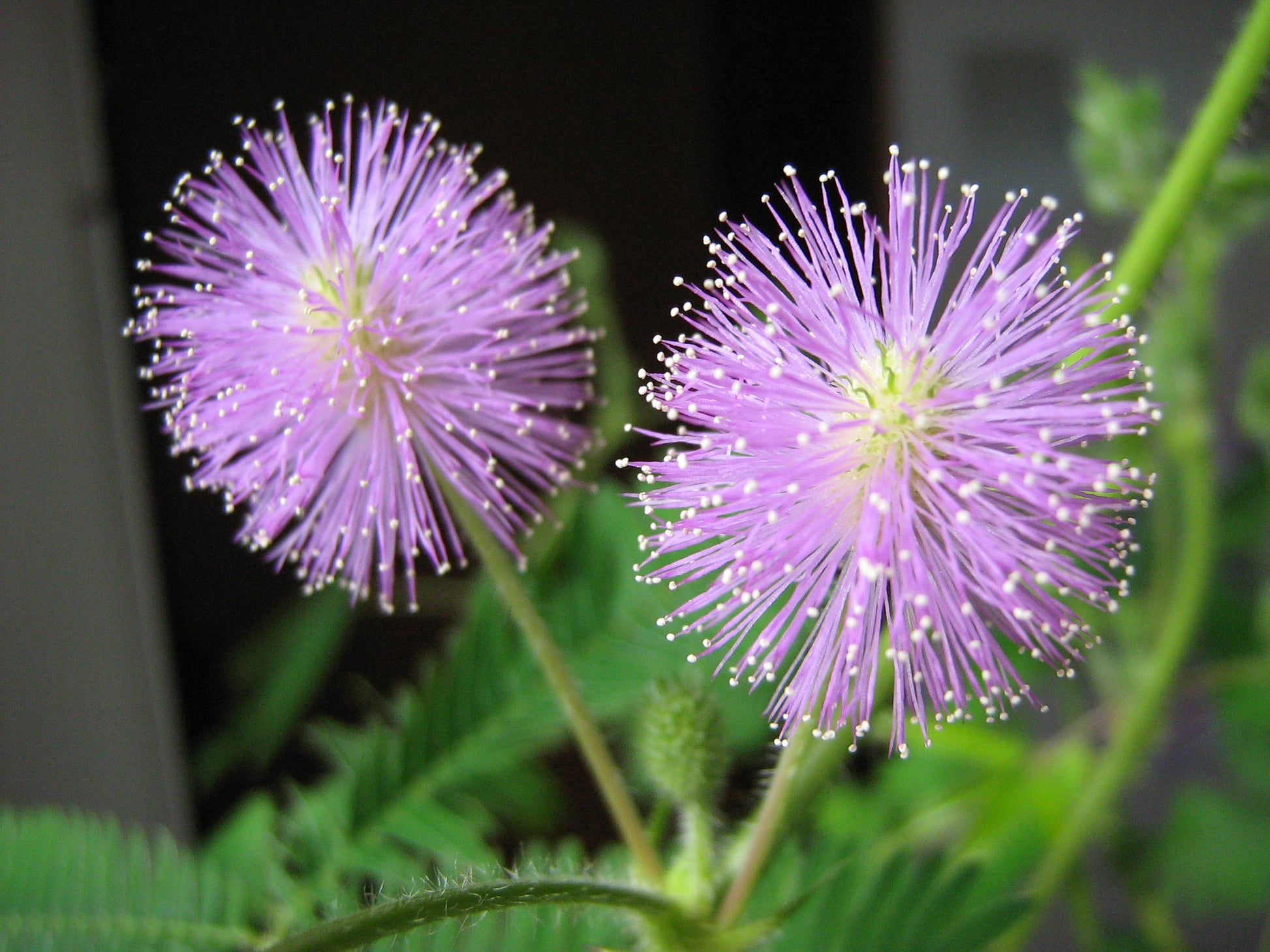 eden brothers mimosa seeds sensitive plant Sensitive Plant 100 Seeds Mimosa pudica – R&B Floridaseeds