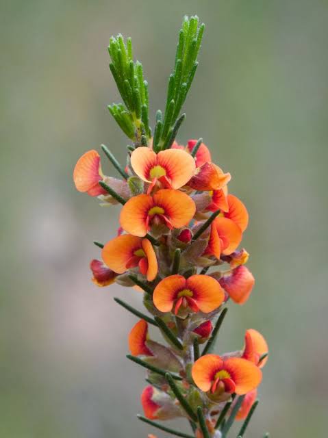 Showy Parrot-Pea   50 Seeds   Dillwynia sericea
