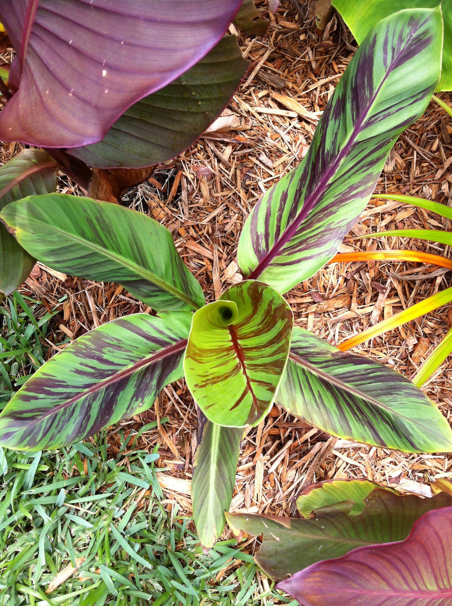 Red Tiger Banana   5 Seeds   Musa sikkimensis