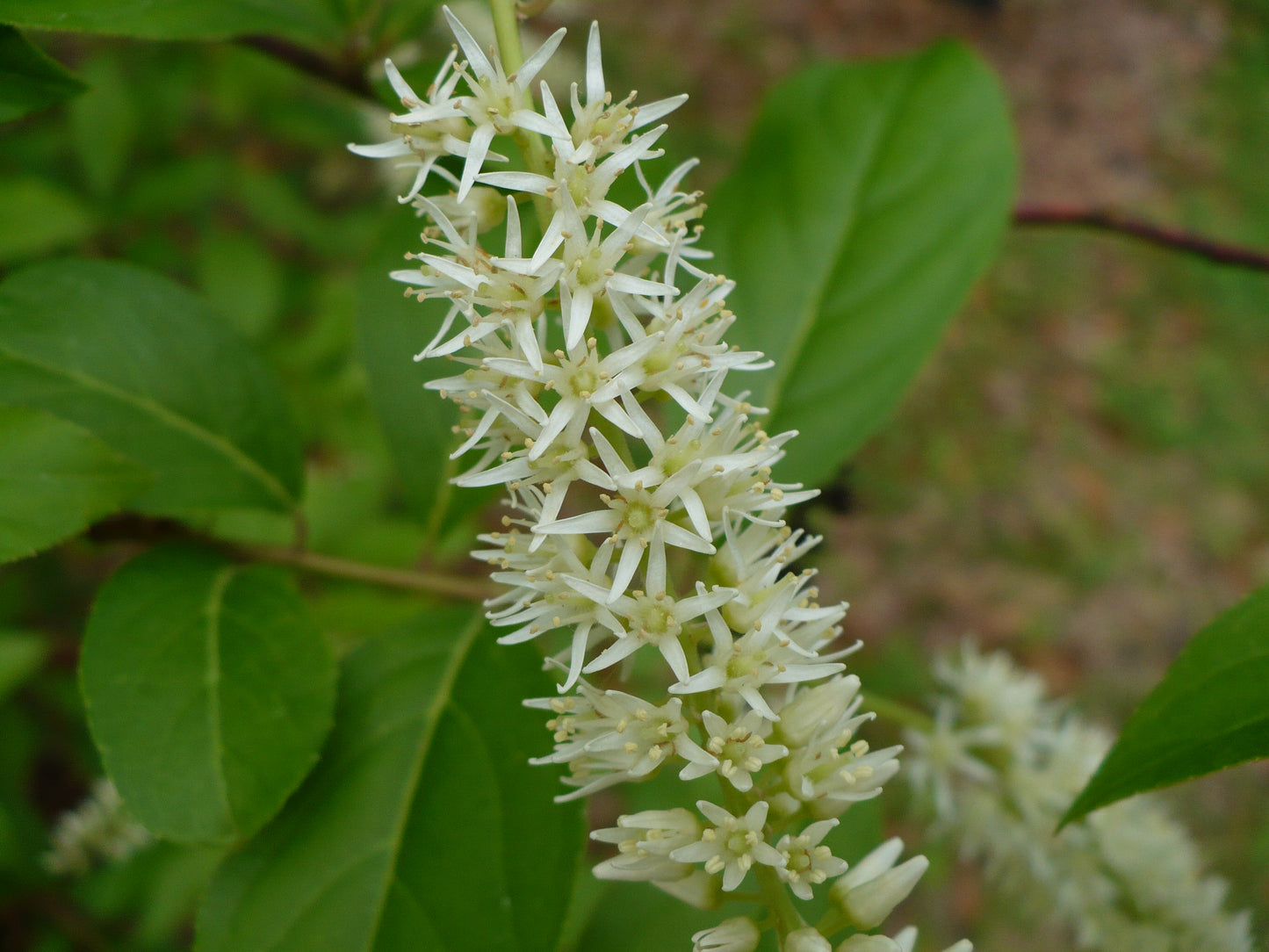 Virginia Sweetspire  20 Seeds  Itea virginica