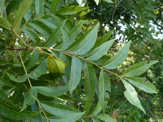 Water Hickory Carya aquatica 5 Seeds  USA Company