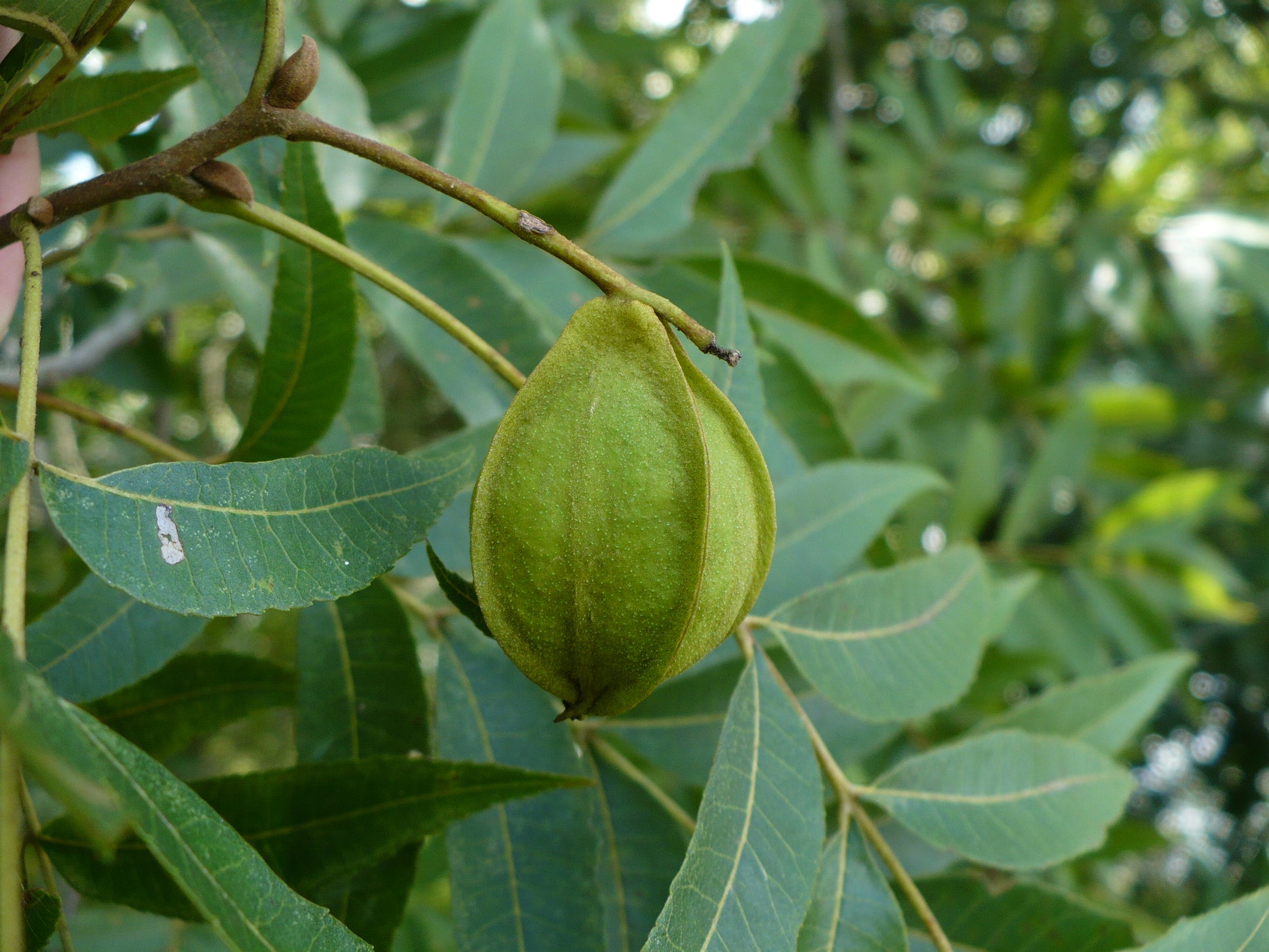 planting hickory seeds Water Hickory Carya aquatica 5 Seeds – R&B Floridaseeds