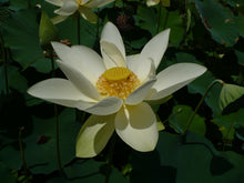 Load image into Gallery viewer, Yellow Lotus  Native Wildflower  5 Seeds  Nelumbo lutea