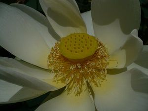 Yellow Lotus  Native Wildflower  5 Seeds  Nelumbo lutea