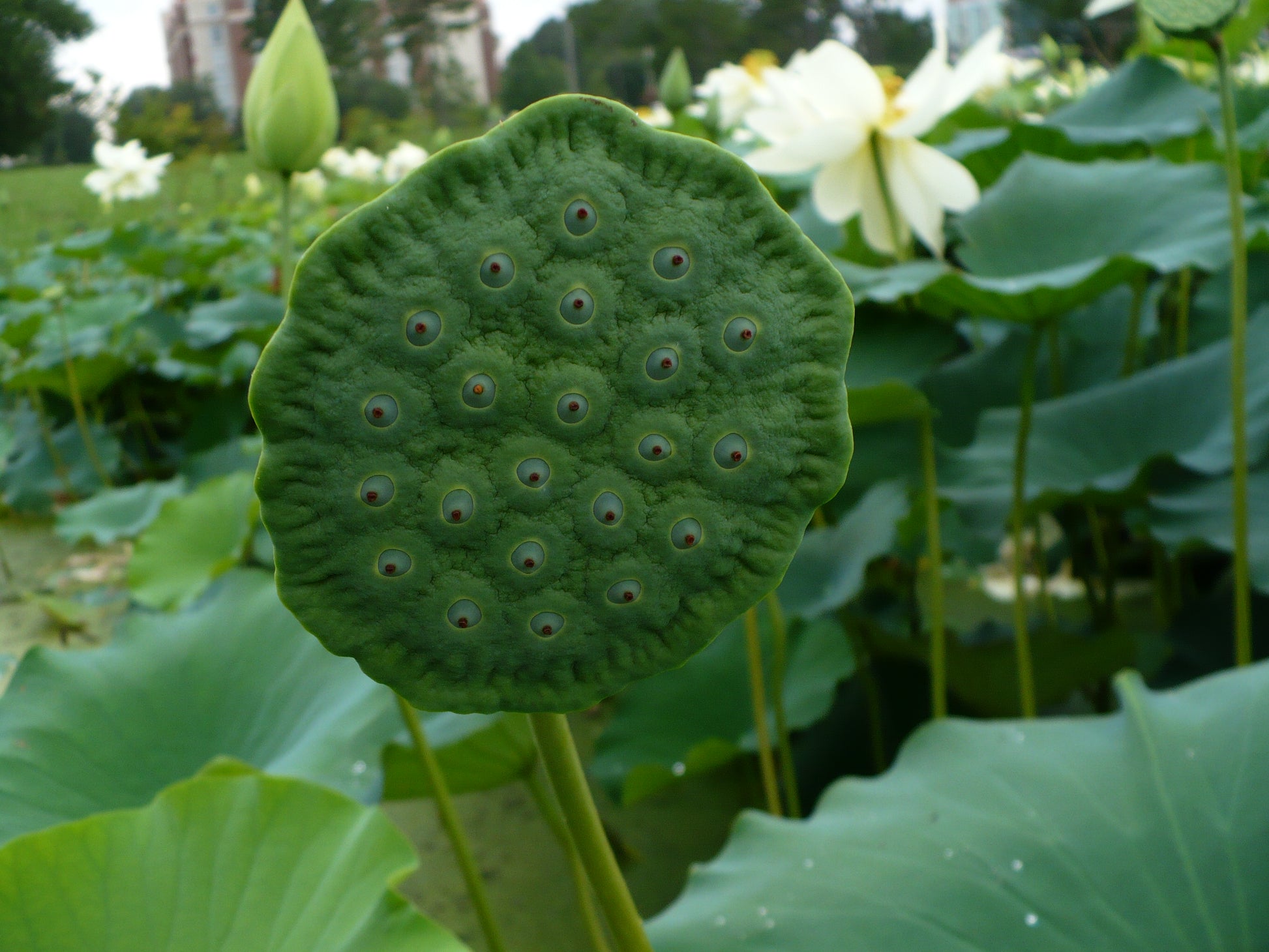 lotus flower seed Yellow Lotus Nelumbo lutea 5 Seeds – R&B Floridaseeds
