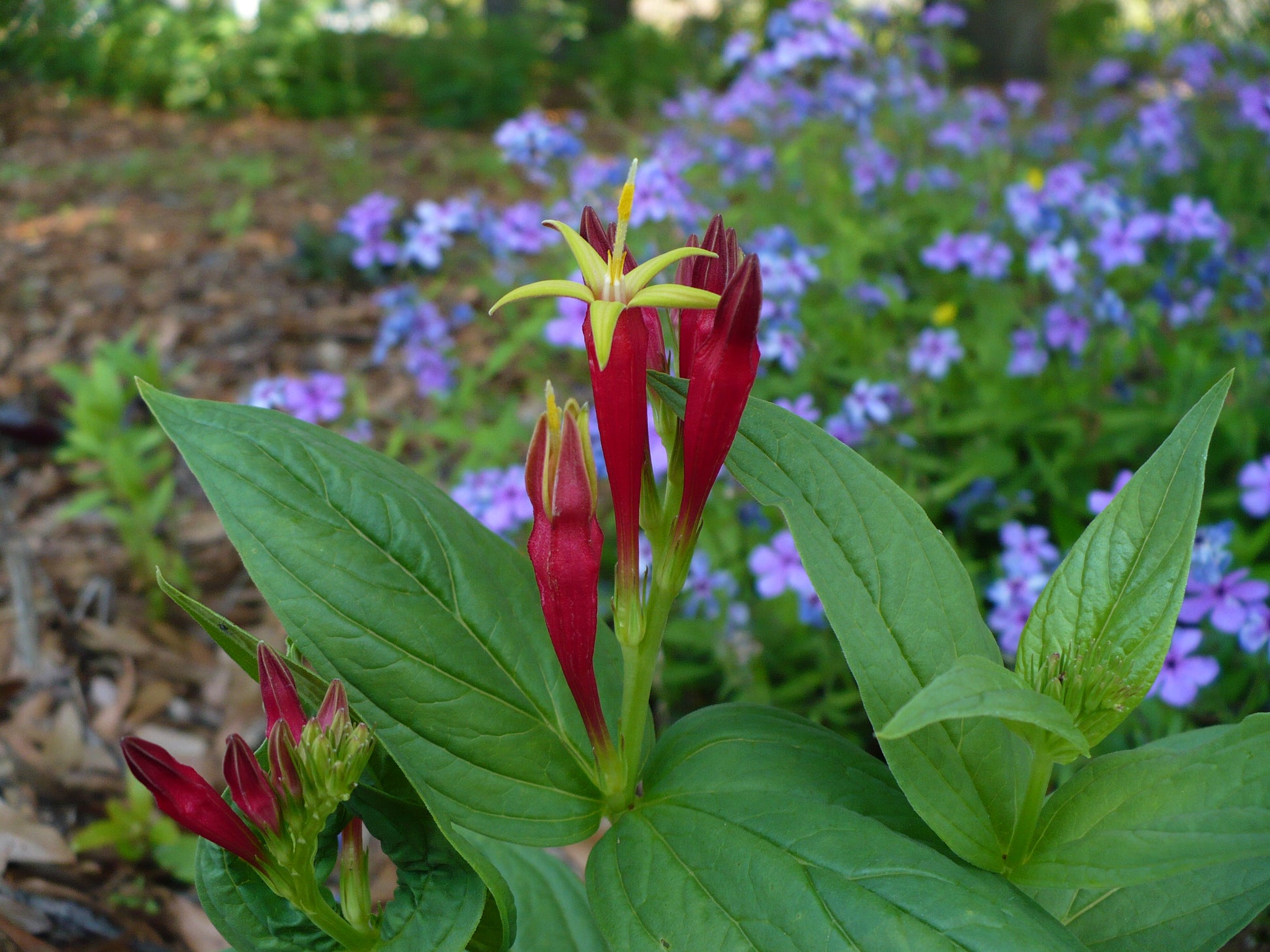indian pink flower seeds Indian Pink 5 Seeds Spigelia marilindica – R&B Floridaseeds