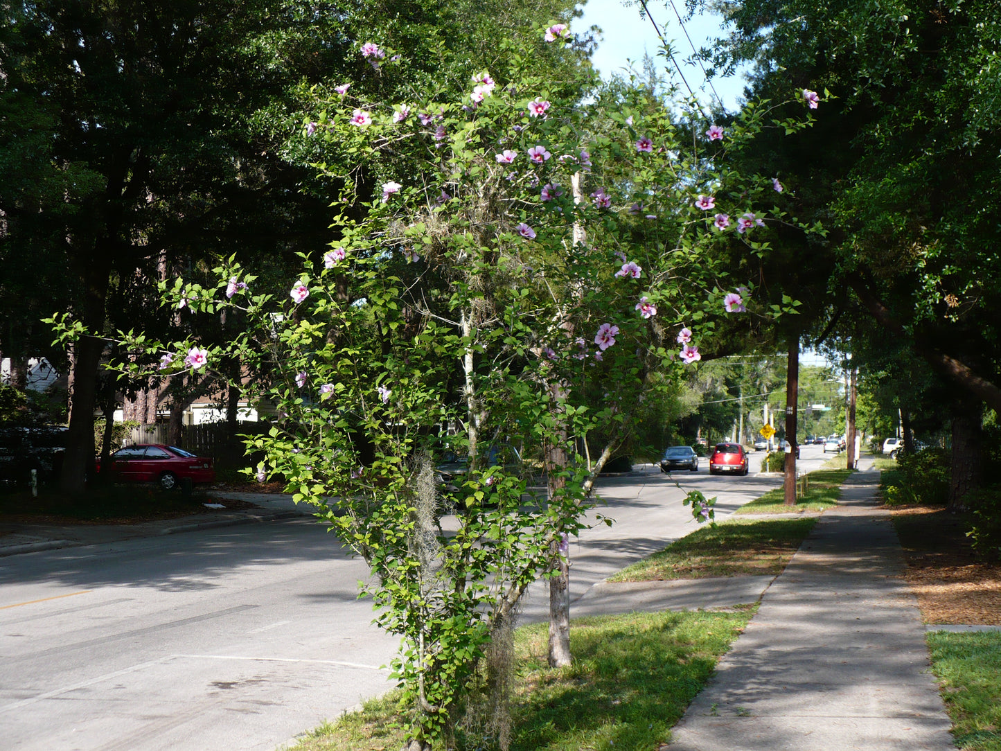 Rose of Sharon  100 Seeds  Hibiscus syriacus