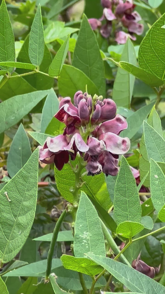 American Groundnut Apios americana 20 Seeds
