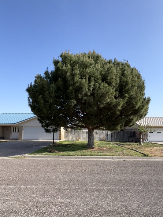 Afghan Pine  20 Seeds  Pinus eldarica