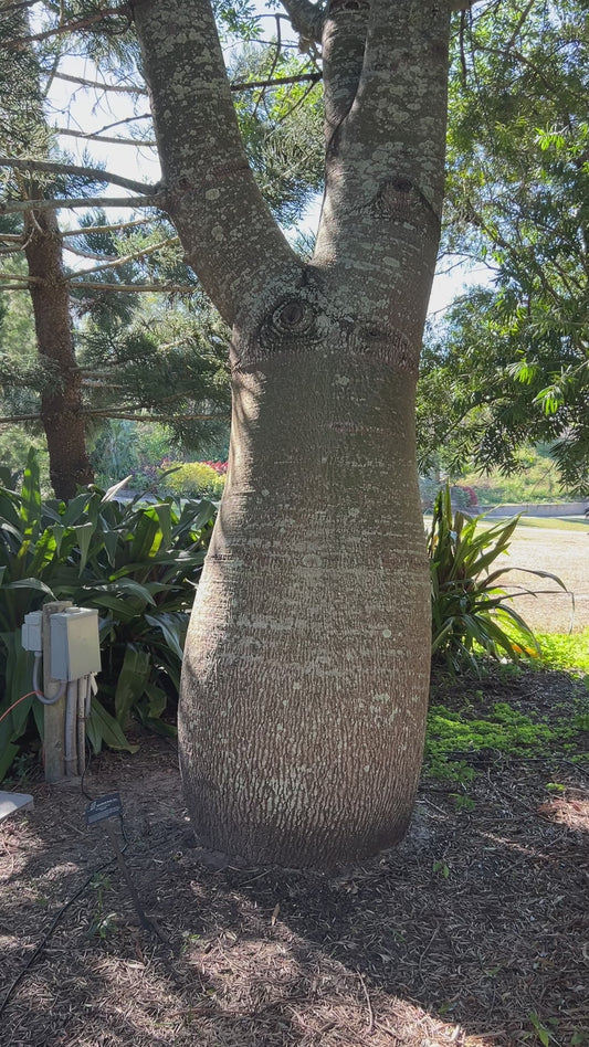 Queensland Bottle Tree 10 Seeds  Brachychiton rupetris