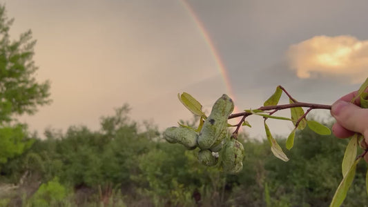 Bigflower Pawpaw Asimina obovata 10 Seeds