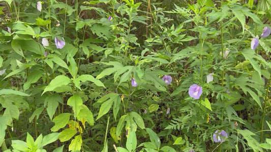 Spurred Butterfly Pea  20 Seeds  Centrosema virginianum