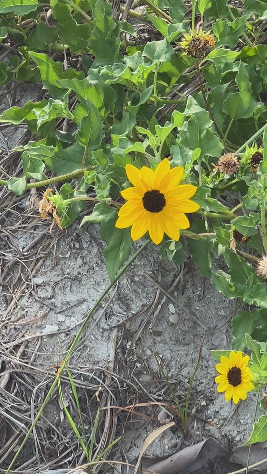Beach Sunflower Helianthus debilis 20 Seeds