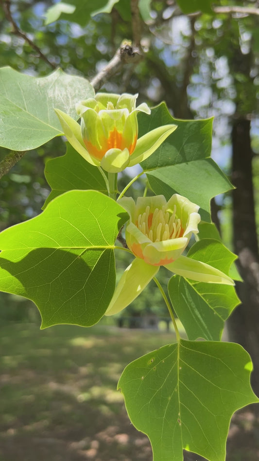 Tulip Tree 100 Seeds Liriodendron tulipifera