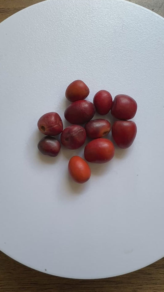 Texas Mountain Laurel  10 Seeds  Sophora secundiflora