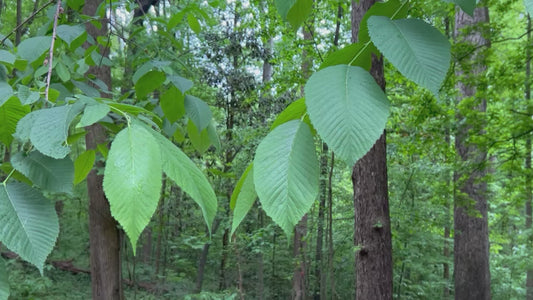 American Elm Ulmus americana 100 Seeds