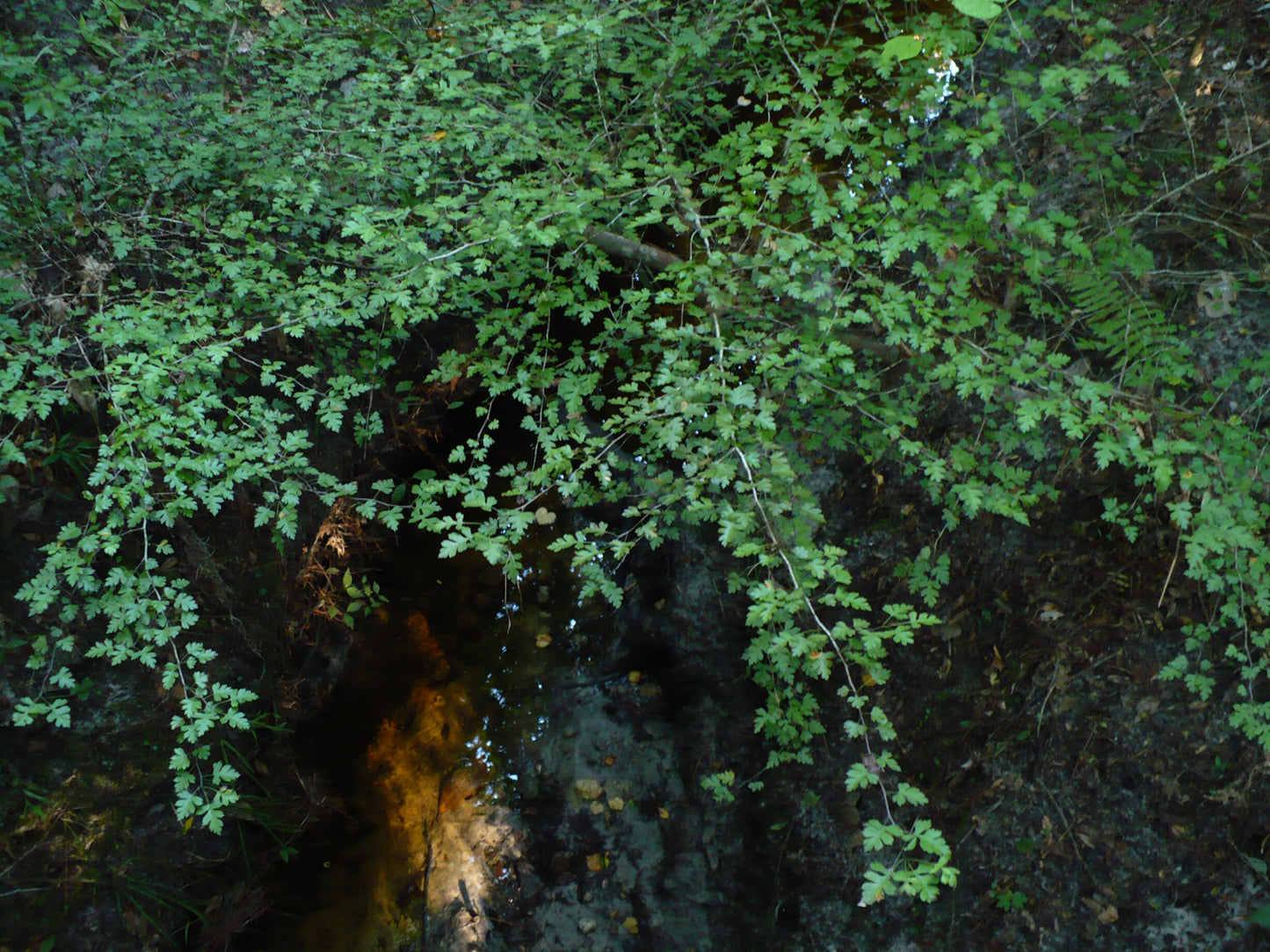 Parsley Hawthorn   10 Seeds   Crataegus marshallii