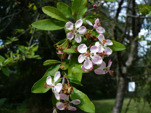 Southern Crabapple  Fruit  Tree  10 Seeds  Malus angustifolia