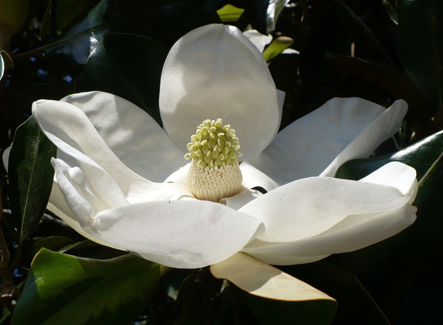 Southern Magnolia Magnolia grandiflora 10 Seeds  USA Company