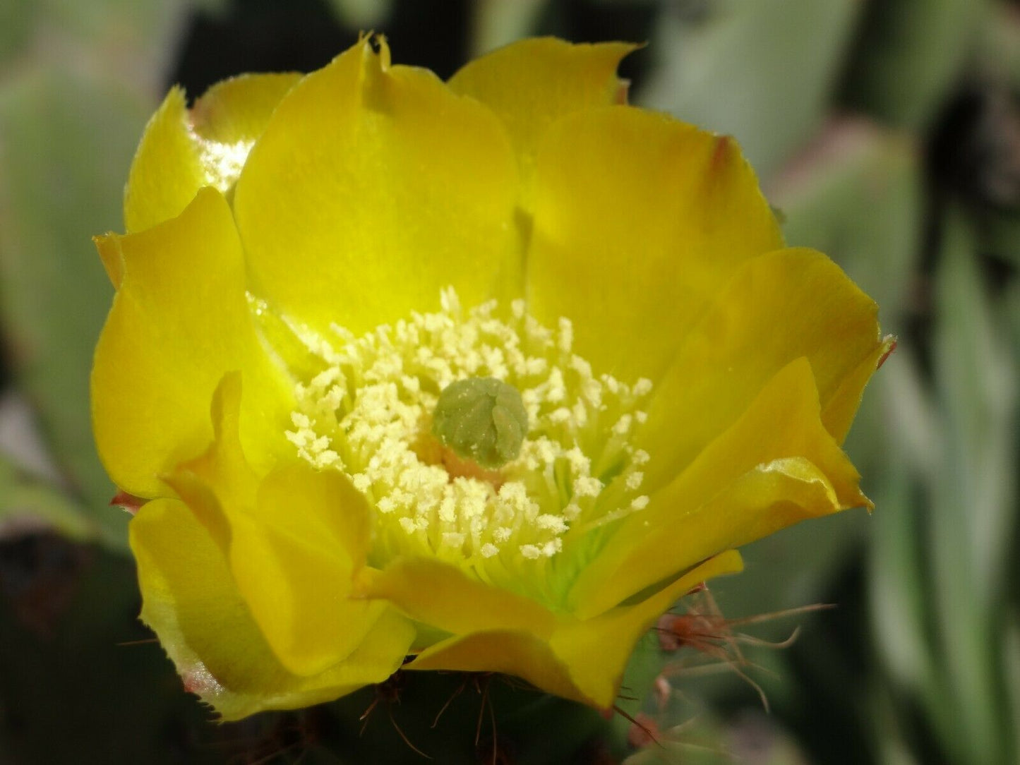 Prickly Pear Opuntia ficus-indica 100 Seeds  USA Company