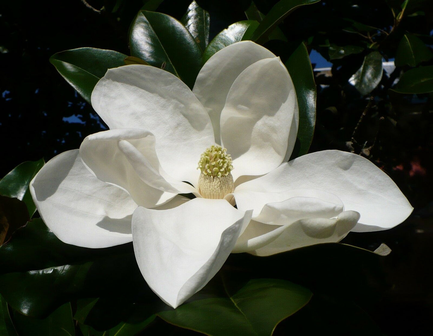 Southern Magnolia Magnolia grandiflora 10 Seeds  USA Company