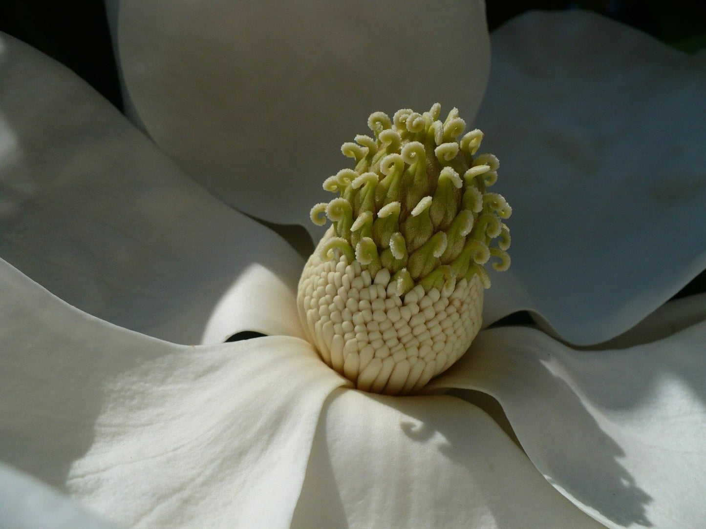 Southern Magnolia Magnolia grandiflora 10 Seeds  USA Company