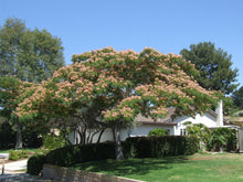 Load image into Gallery viewer, Silk Tree Mimosa Albizia julibrissin 100 Seeds