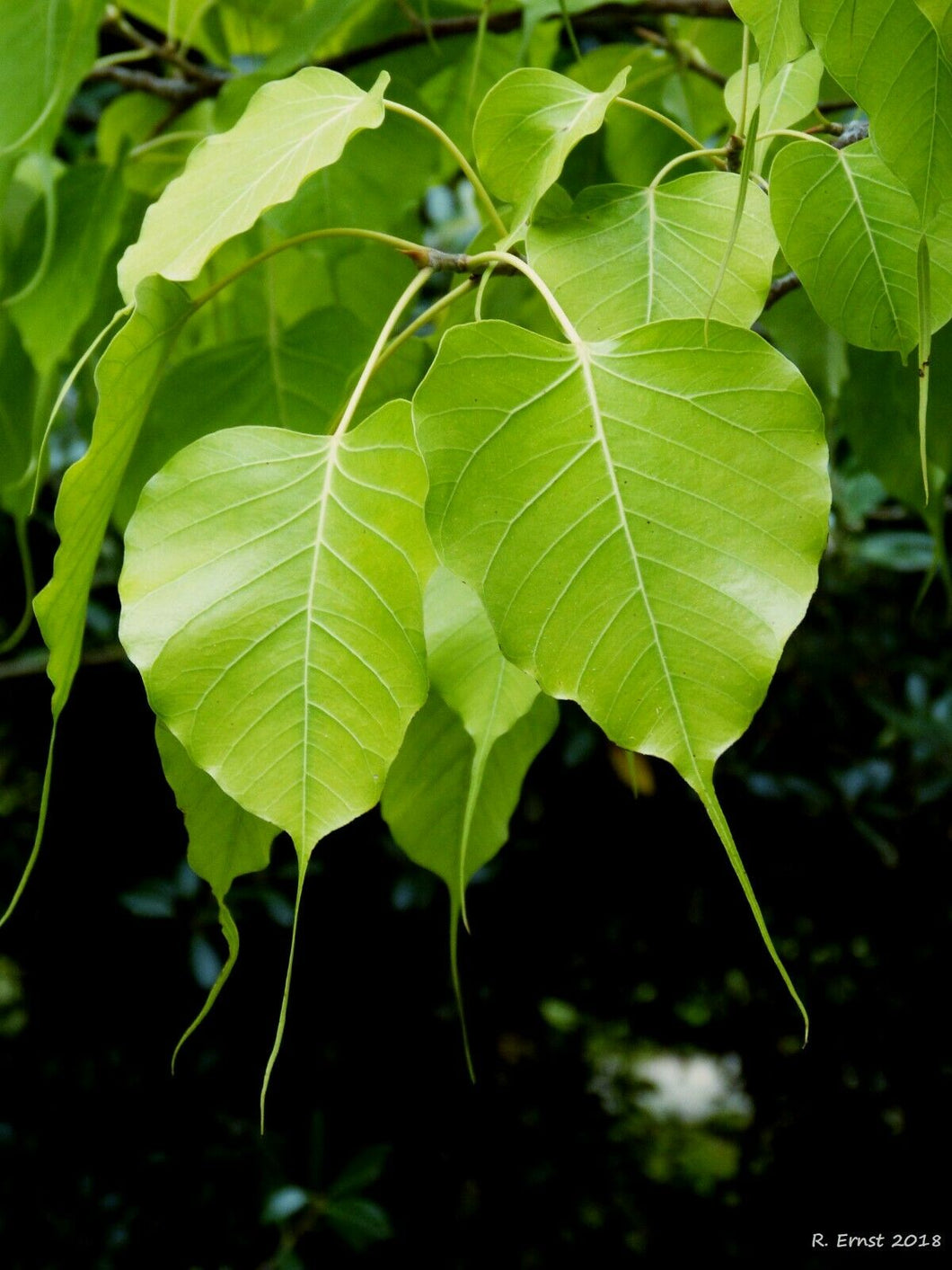Sacred Fig Bodhi Tree Ficus religiosa 500 Seeds