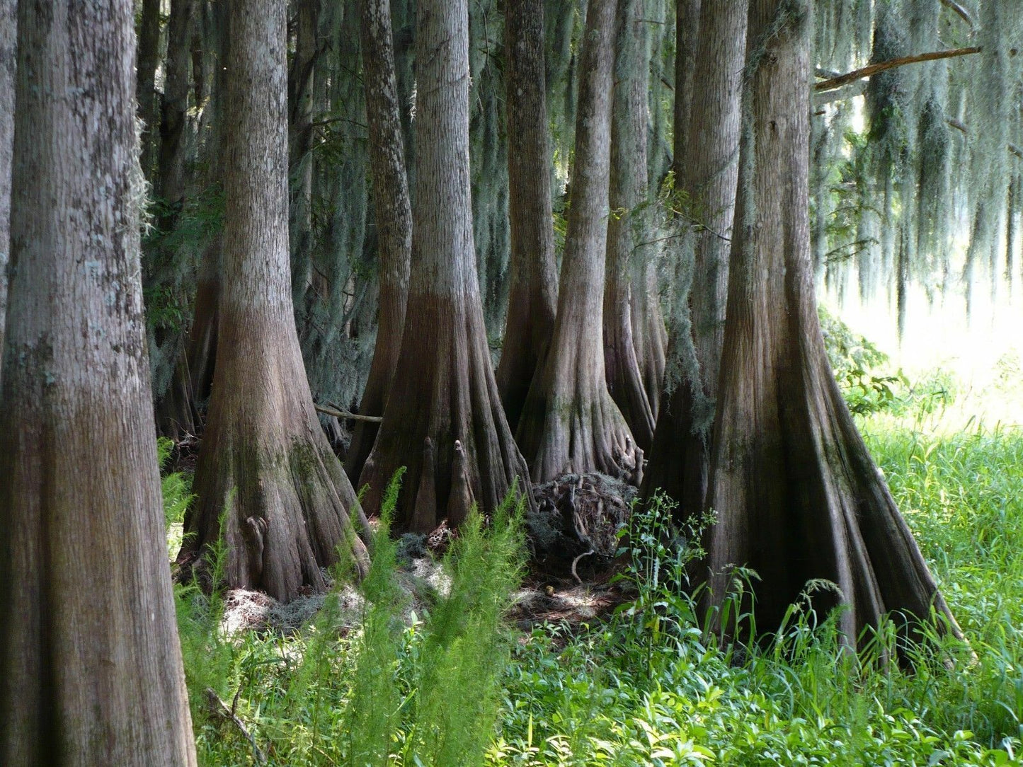 Bald Cypress Swamp Cypress Taxodium distichum 10 Seeds  USA Company