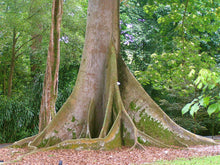 Load image into Gallery viewer, Kapok Tree Silk Cotton Tree Ceiba pentandra 100 Seeds