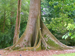 Kapok Tree Silk Cotton Tree Ceiba pentandra 100 Seeds