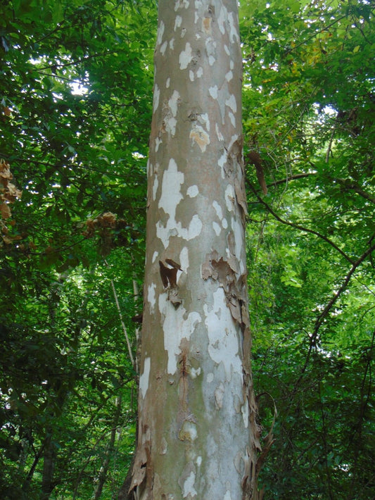 American Sycamore Platanus occidentalis Moon Tree 10 Seeds